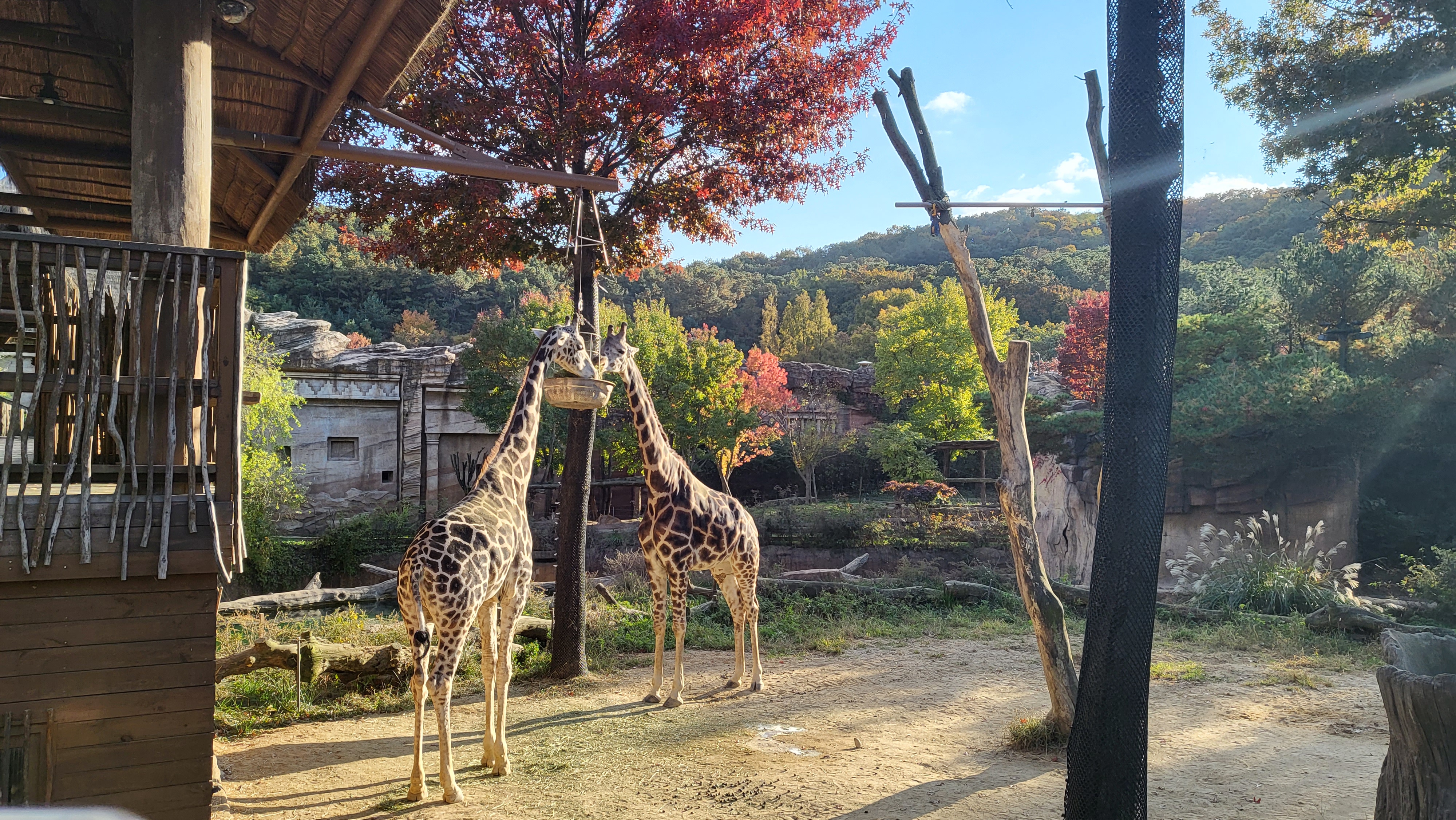 에버랜드 자유이용권 할인받는 꿀팁 총정리