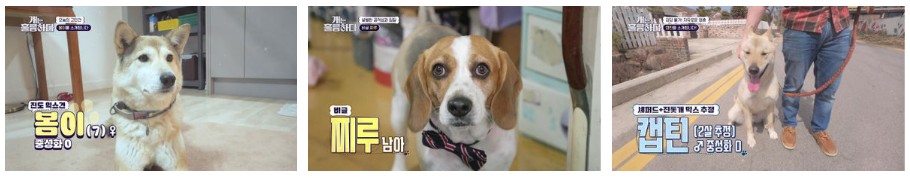 개는 훌륭하다 재방송 다시보기 - 171회 봄이, 170회 찌루, 169회 캡틴