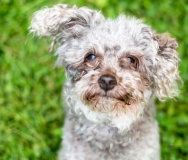 강아지 눈 주변 냄새&amp;#44; 왜 날까? 눈 영양제로 해결 방법까지