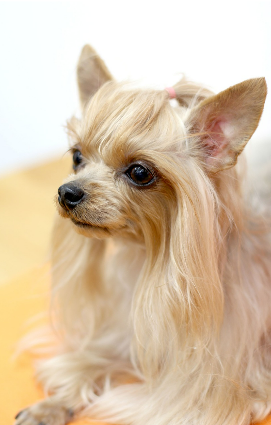 노견 털갈이 주기