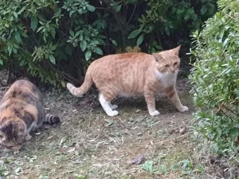 &amp;quot;길고양이