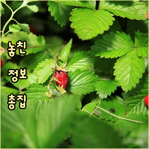 올리브영 9월 빅세일 멤버십과 앱 추..