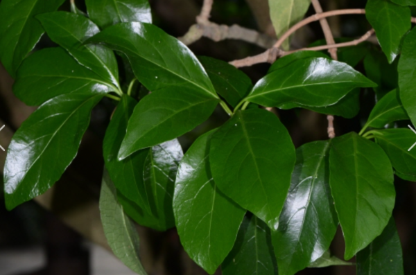 아왜나무 (Viburnum odoratissimum var. awabuki) – 광택이 나는 타원형 잎과 봄~여름에 피는 흰 꽃이 특징인 상록 관목. 가을에는 붉은 열매가 맺히며, 생울타리나 조경수로 많이 활용됨.