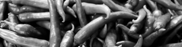 고추 모종 심는 간격 정리