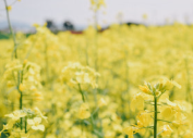 폭싹 속았수다 유채꽃밭 촬영지 가는법