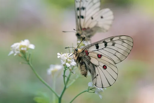 붉은점모시나비 사진