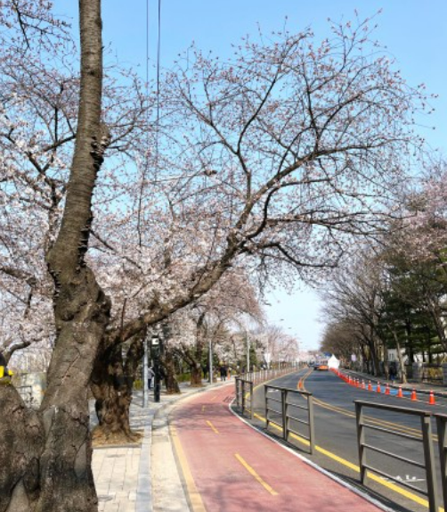 2026 벚꽃 개화 시기 지도 및 만개 시기 총정리