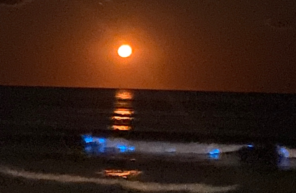 달빛과 생물발광