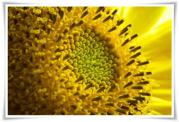 여름의 상징 희망과 사랑의 꽃 "해바라기"