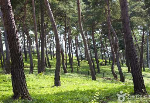 구절초지방정원