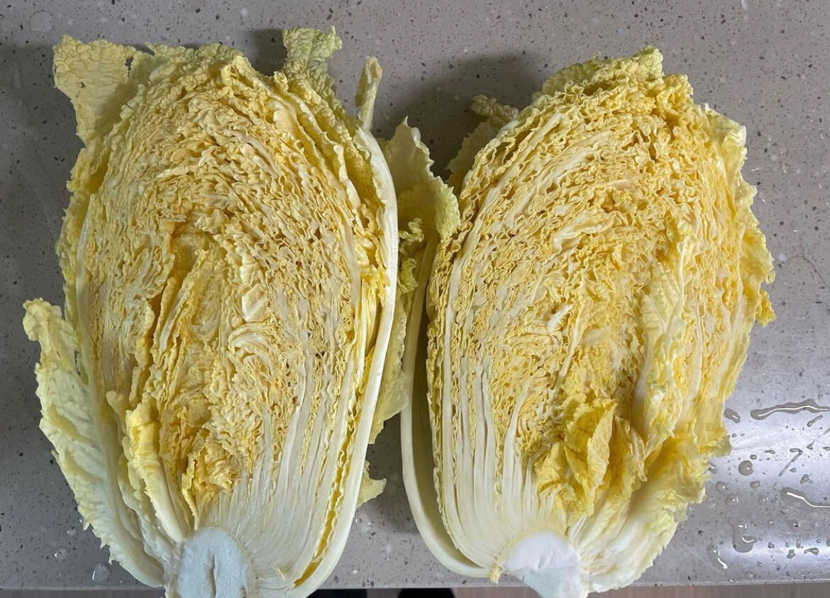 속이 꽉 찬 배추 1