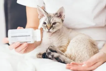 고양이 항생제 부작용, 식욕부진, 설사, 관리법_32