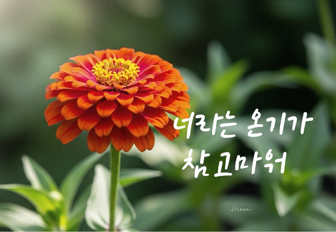 색상별 백일홍 꽃말과 감성 캘리그라피 문구 60선