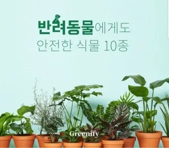 반려동물 안전 실내 식물선택 독성체크 배치높이 관리 간단 가이드_2