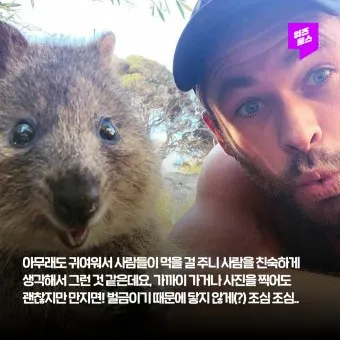 쿼카 웃는 동물 행복한 동물 특징 성격_20