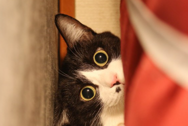 눈을 번쩍거리게 하는 고양이.