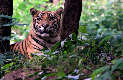 2025년 5월 호랑이띠 운세