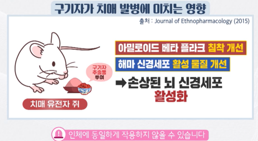 구기자 효능