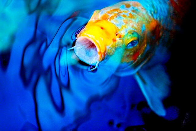 잉어 꿈,잉어 꿈해몽,잉어를 잡는 꿈,잉어를 보는 꿈해몽 길몽?