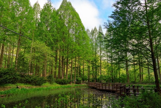 장태산자연휴양림-메타세콰이아길