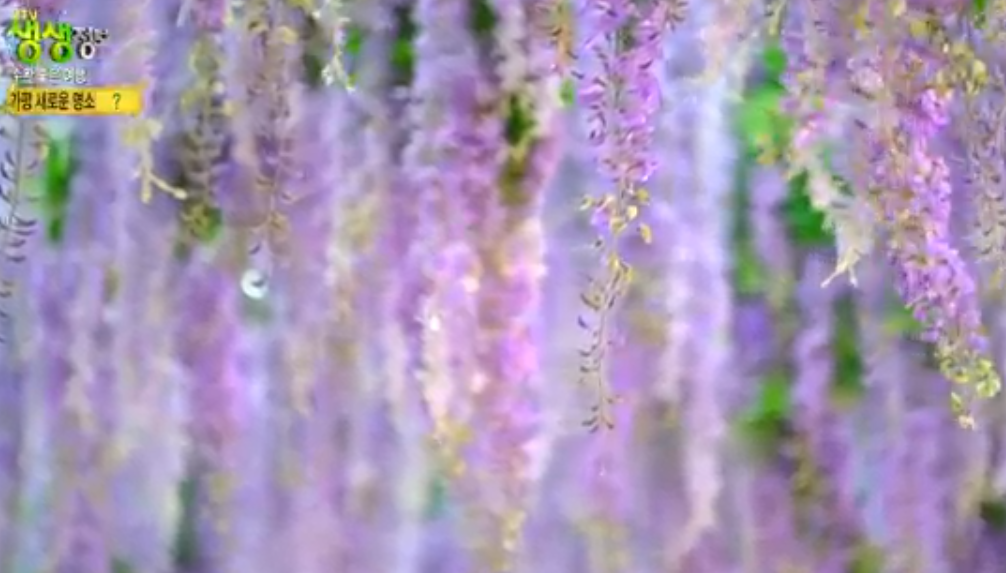 가평 베고니아새정원