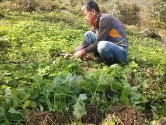 취나물 재배 반그늘 환경 배수 확보 연속 수확_14