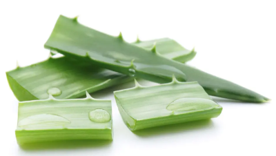 알로에 사진