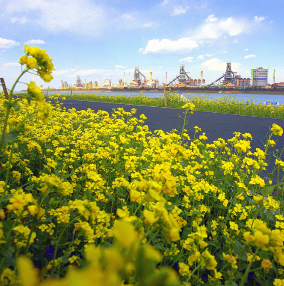 경북 유채꽃 명소 피는 시기