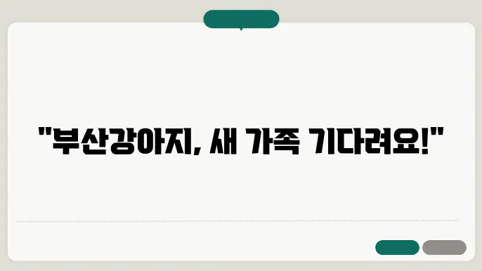 부산 강아지 보호소