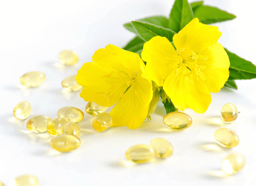 달맞이꽃 감마리놀렌산