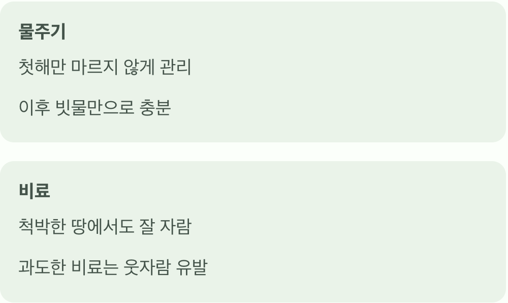 특별한 관리가 필요 없는 착한 식물