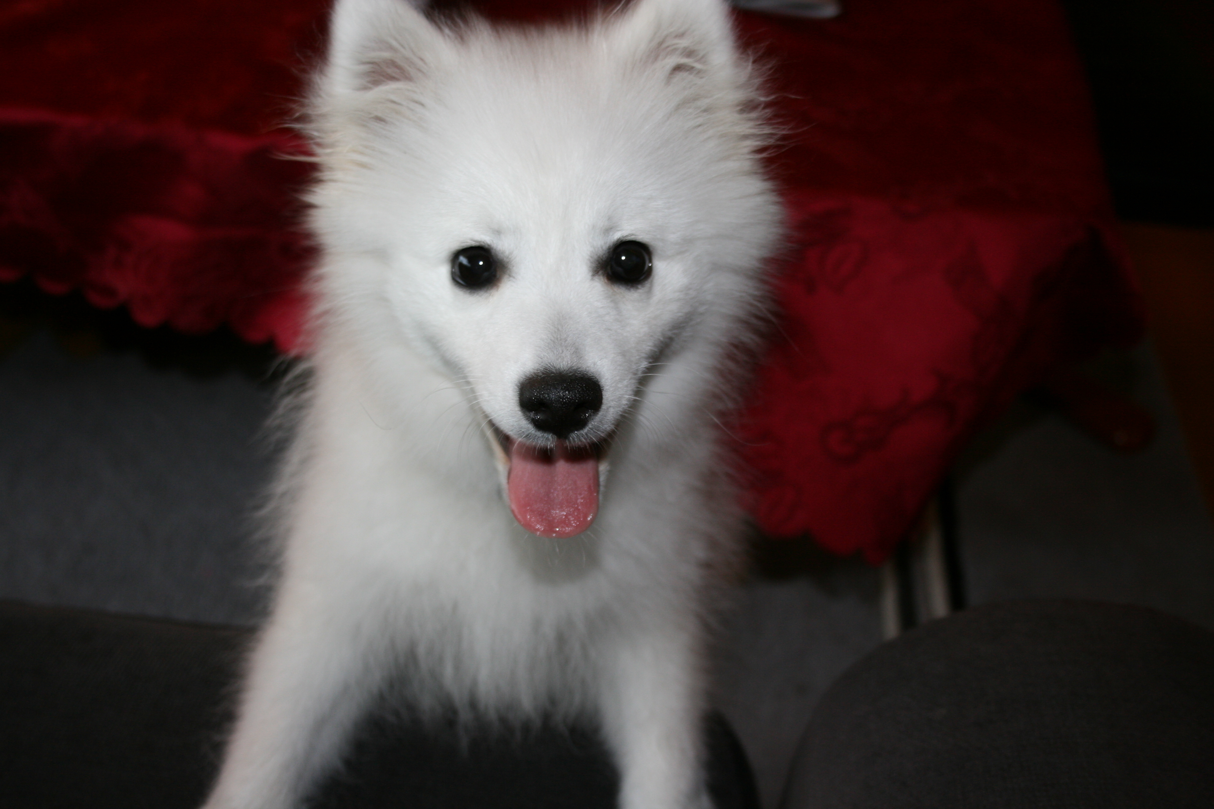 반려동물 등록 안하면 벌금? 관련 사진