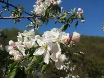 내일 지구의 종말이 올지라도 오늘 나는 한 그루 사과나무를 심는다 명언 해설_19