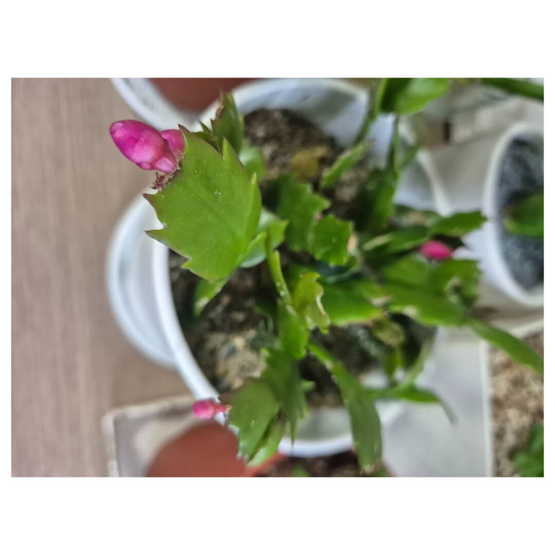 크리스마스 선인장 사진입니다.