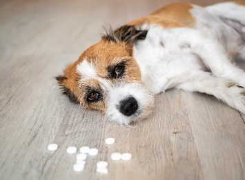 개에게 절대 먹이지 말아야 할 것 오음·오식.