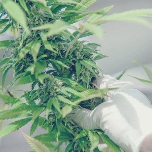 대마 마리화나 관련주 TOP7