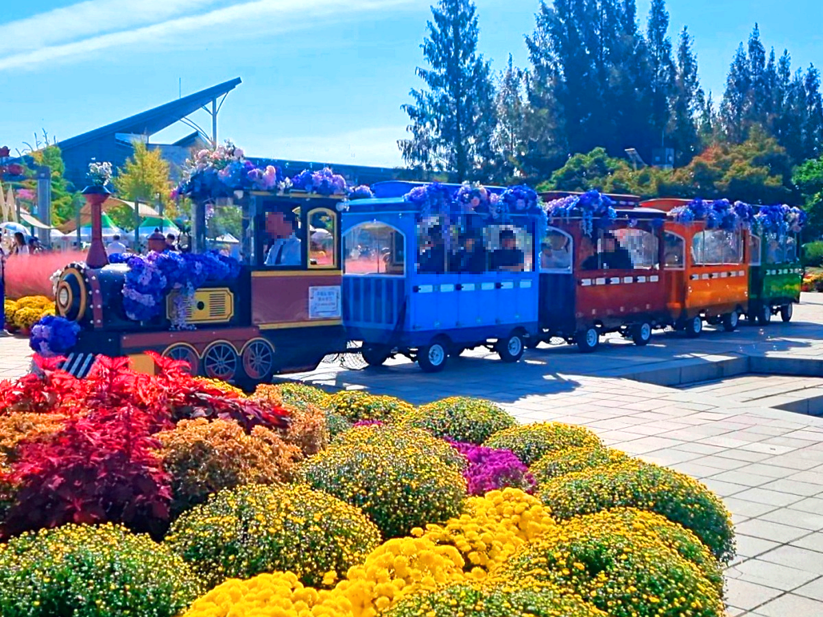 서울 근교 가을꽃 만발한, 경기도 고양시 강매석교공원 창릉천 코스모스축제