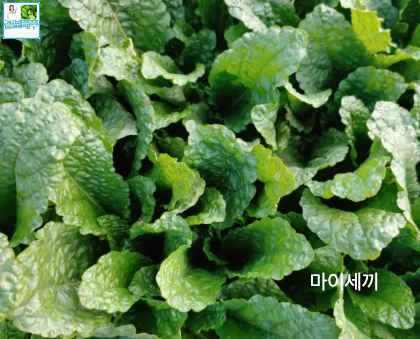 곰보배추 효능