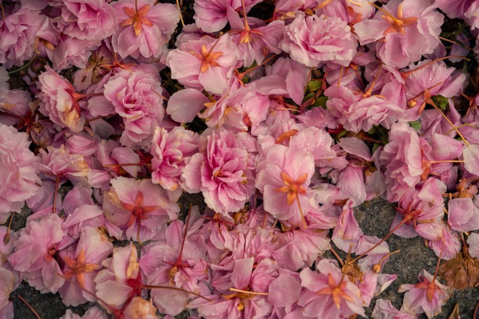 Close-up of delicate pink cherry blossoms scattered on wet ground, evoking spring's ephemeral beauty.