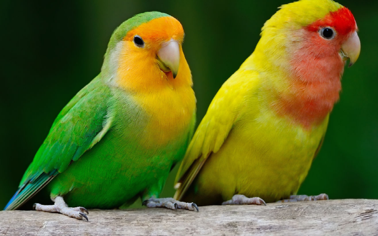 아침고요 동물원