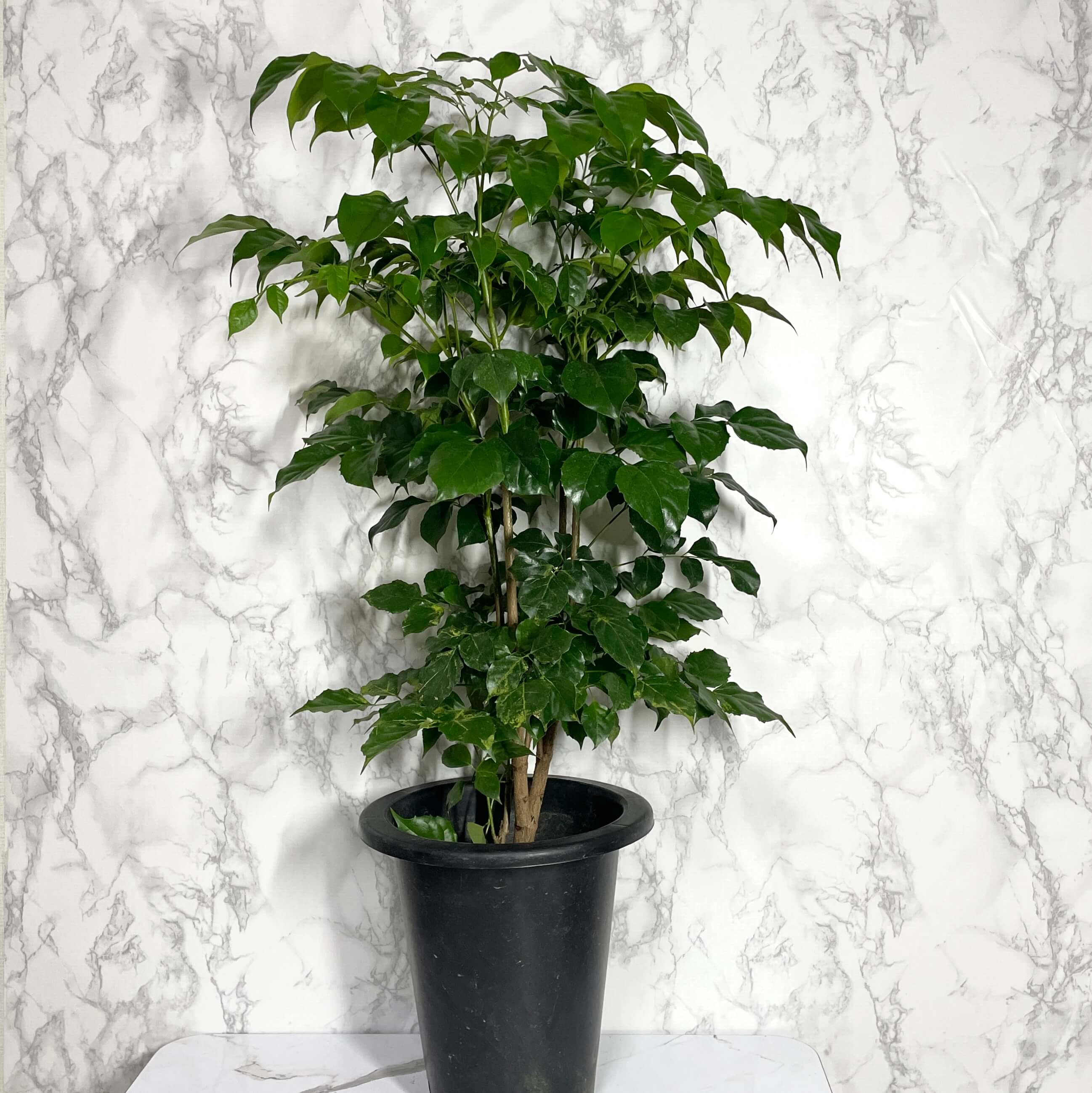 녹보수 키우는법