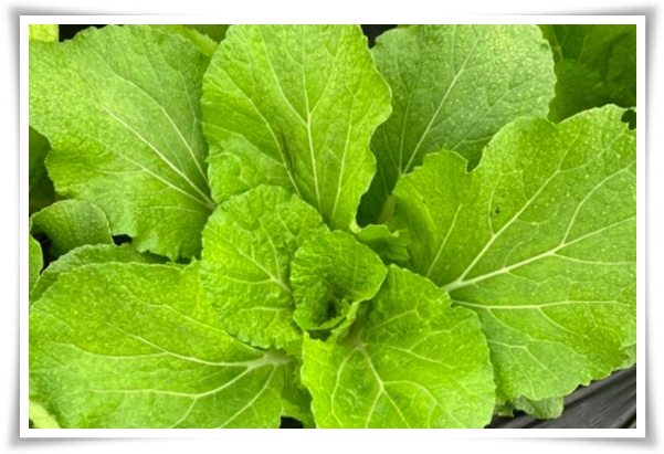 텃밭관리 &quot;3월에 심기 좋은 작물&quot; 감자 당근 상추 시금치 대파 비트 완두콩 ...