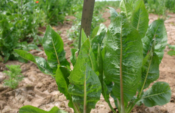 치커리 효능 부작용 먹는법 한눈에 정리