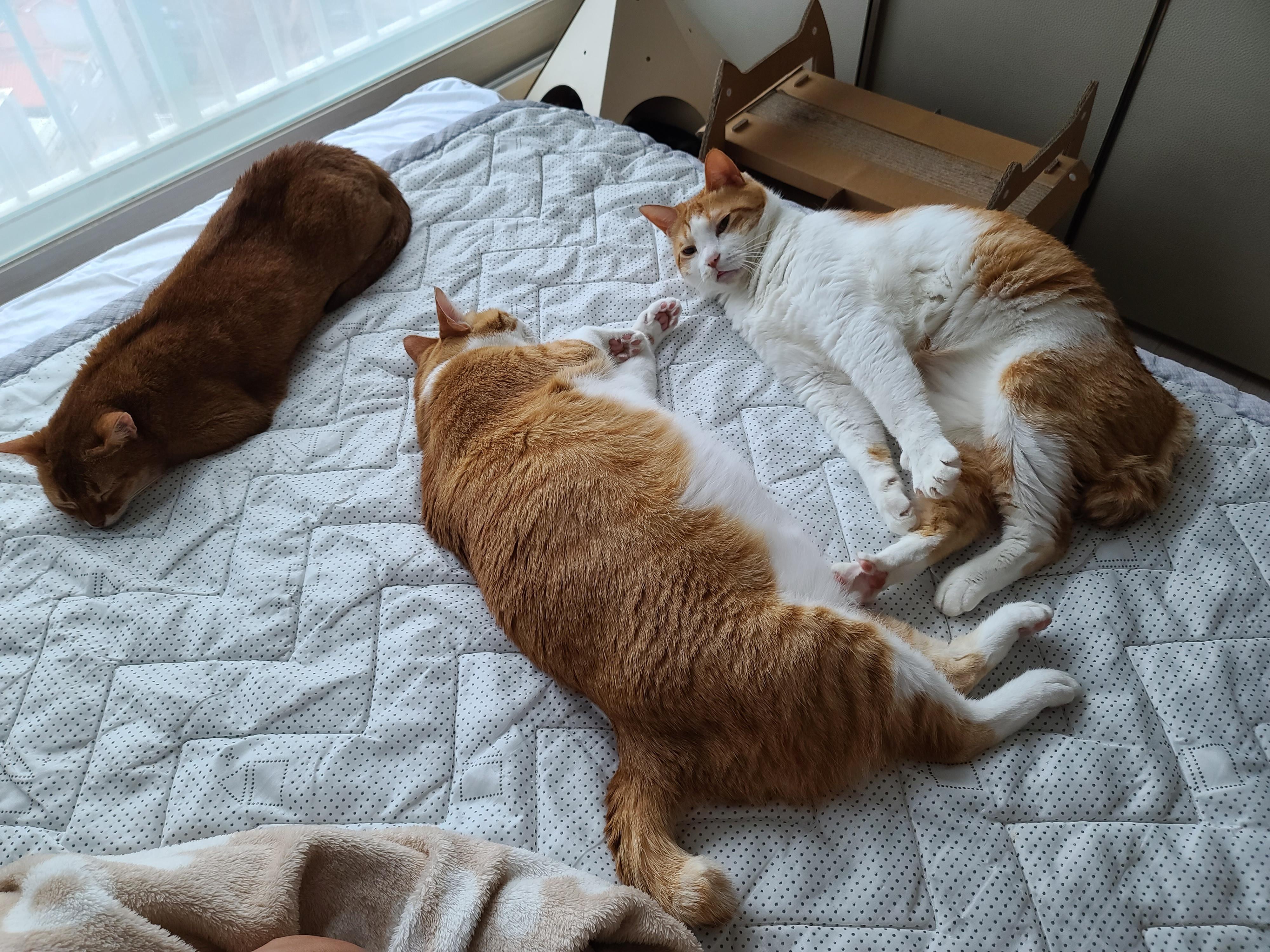 치즈형제의 다정한 낮잠. (feat.아비시니안 루나와 질투대마왕 건이)