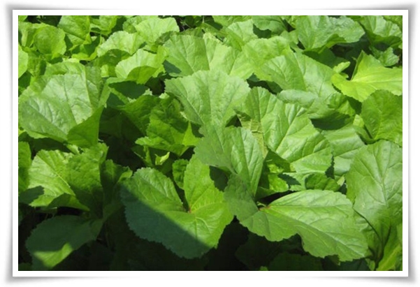 텃밭관리 &quot;3월에 심기 좋은 작물&quot; 감자 당근 상추 시금치 대파 비트 완두콩 ...