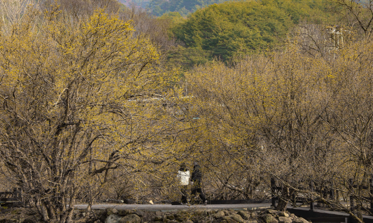 구례 산수유축제