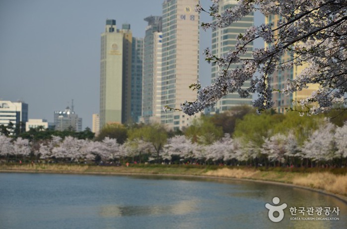 벚꽃 개화 시기 확인