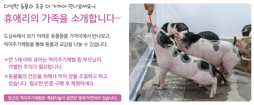 제주도 휴애리 수국축제 총정리
