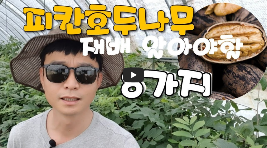 피칸 묘목 설명 영상