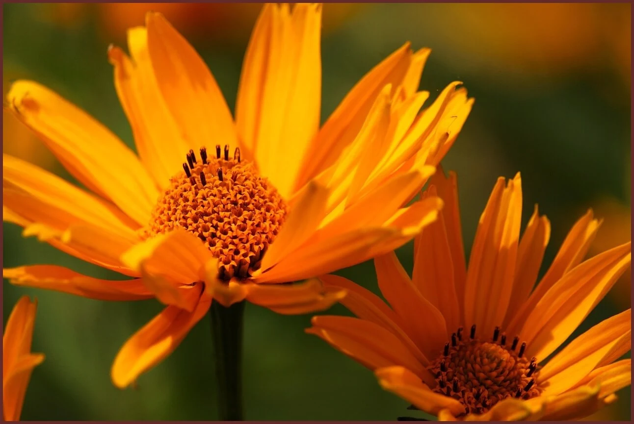 하나은행 정기예금 금리